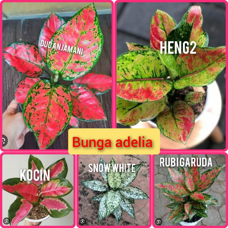 Bunga Aglonema paket 5 jenis sesuai gambar