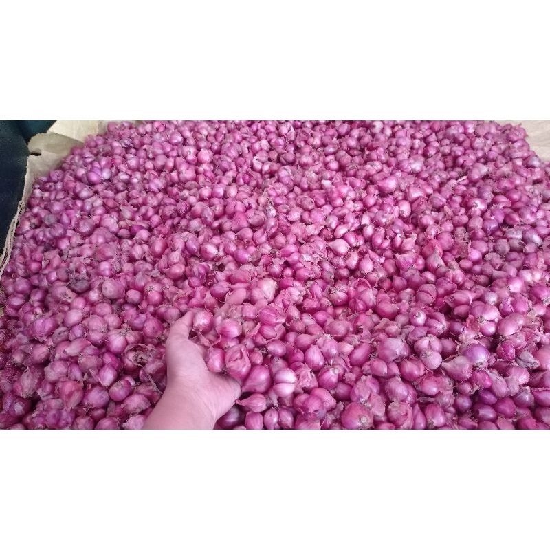 

bawang merah 1kg