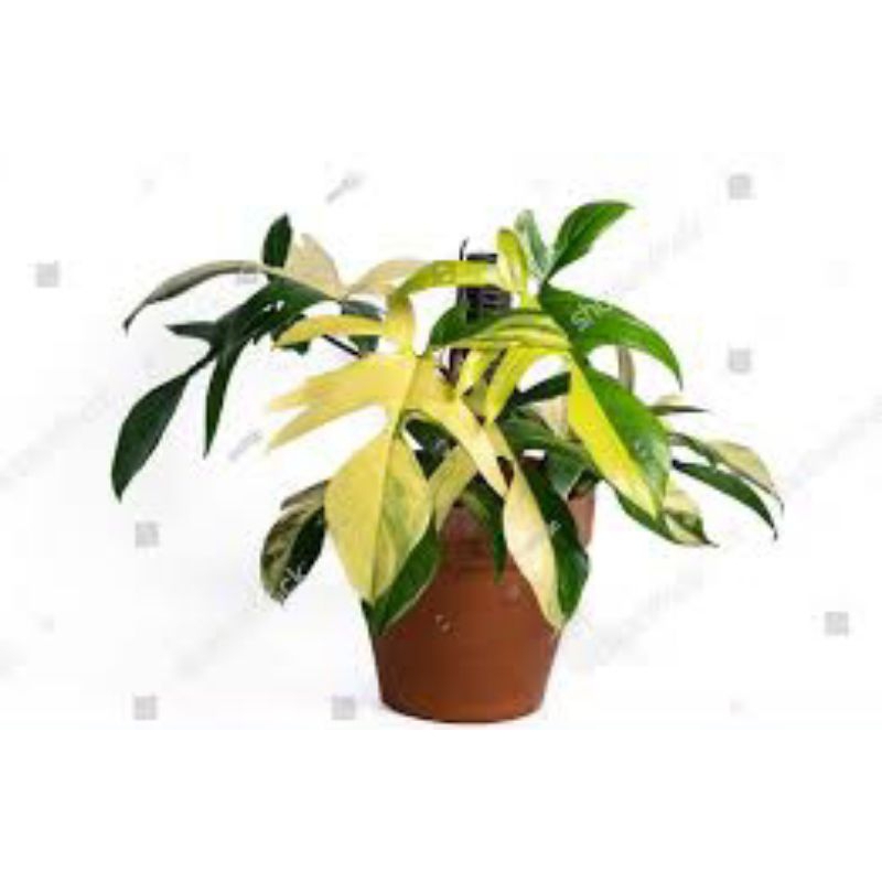 philodendron florida beauty Philo Florida beauty philodendron florida beauty murah