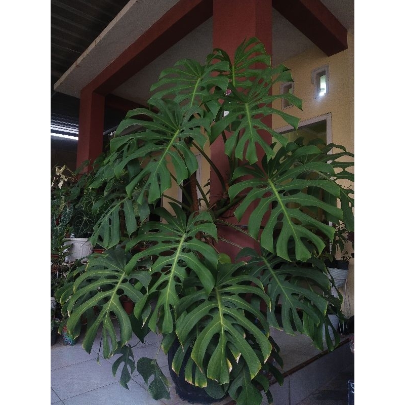 Monstera Brazilian Common Form Realpic Jumbo