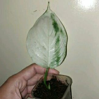 Scindapsus White Monster