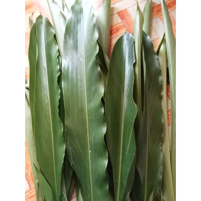 

Daun walang rempah 500 gr