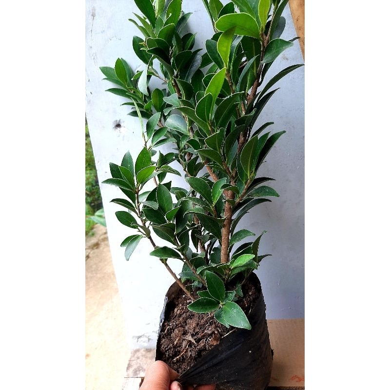 bahan bonsai ficus elegan ori /bibit ficus elegan