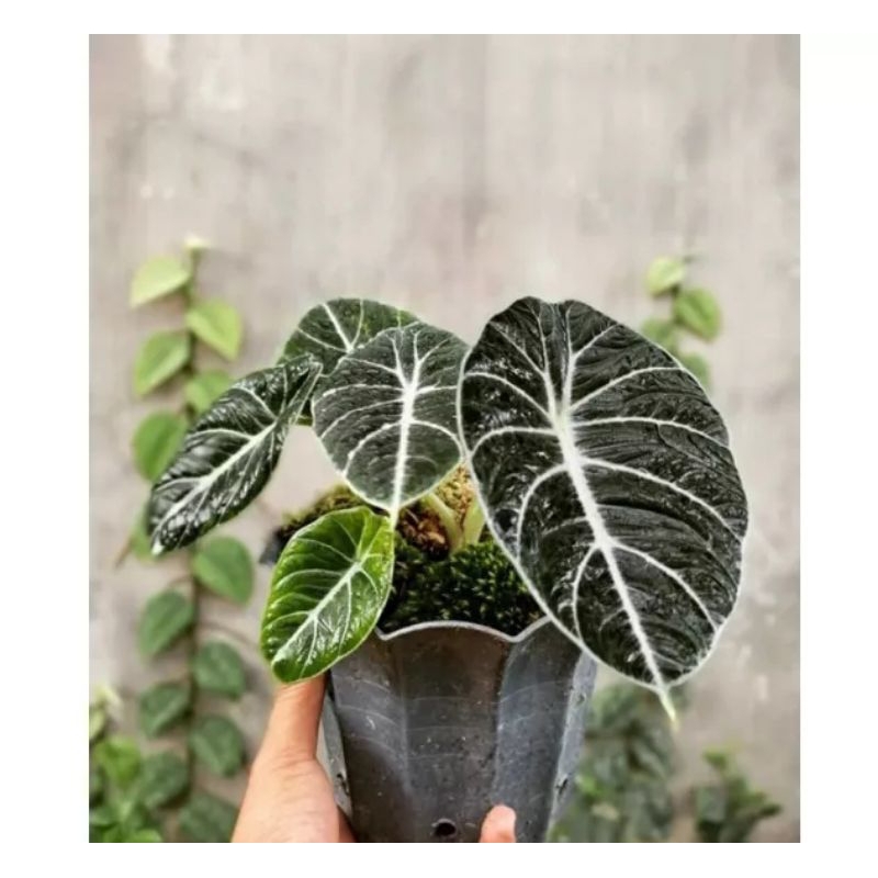 alokasia black Velvet alocasia murah alocasia black Velvet alokasia hitam