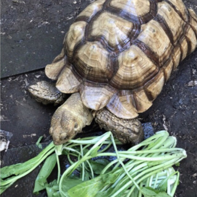 MAINAN SULCATA JUMBO CALON INDUKAN 48 CM SEHAT RAKUS TERAWAT