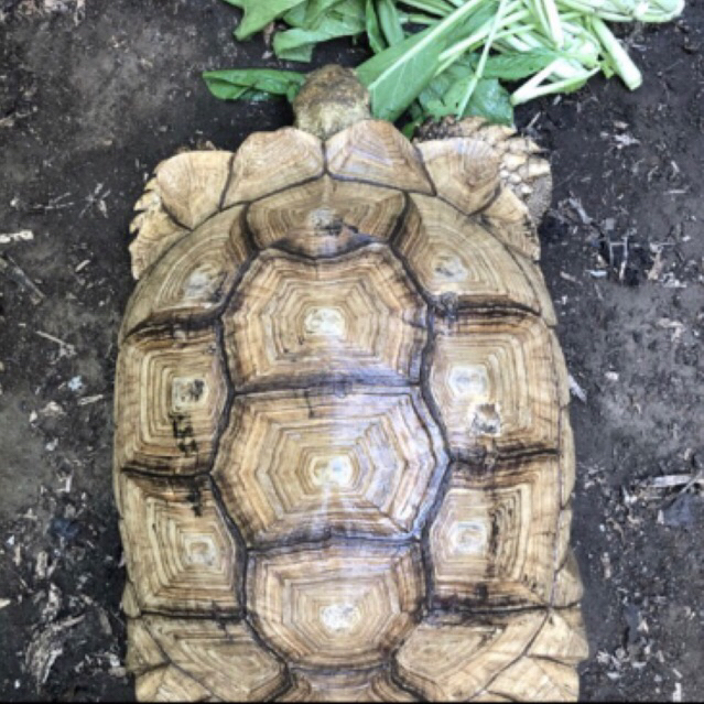 MAINAN SULCATA JUMBO CALON INDUKAN 45 CM SEHAT RAKUS TERAWAT