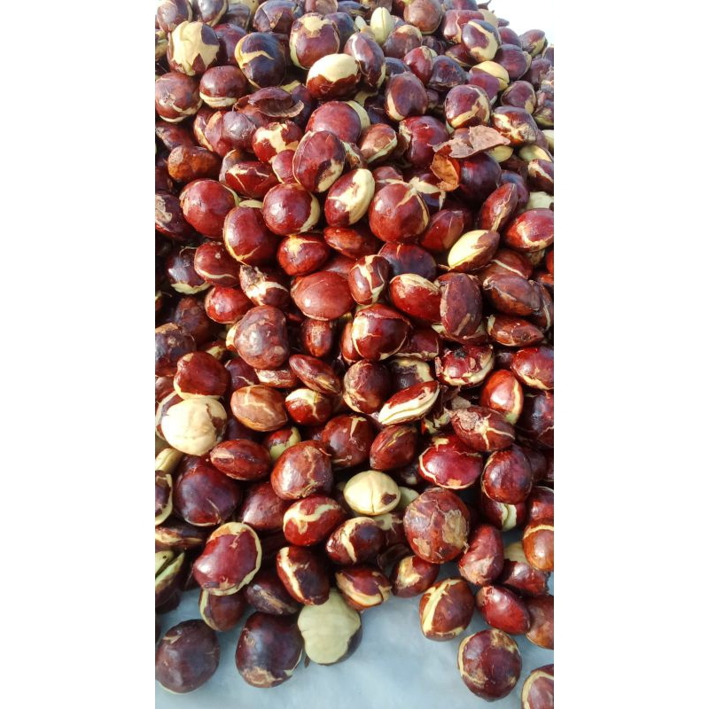 

jengkol tua ukuran sedang mentah