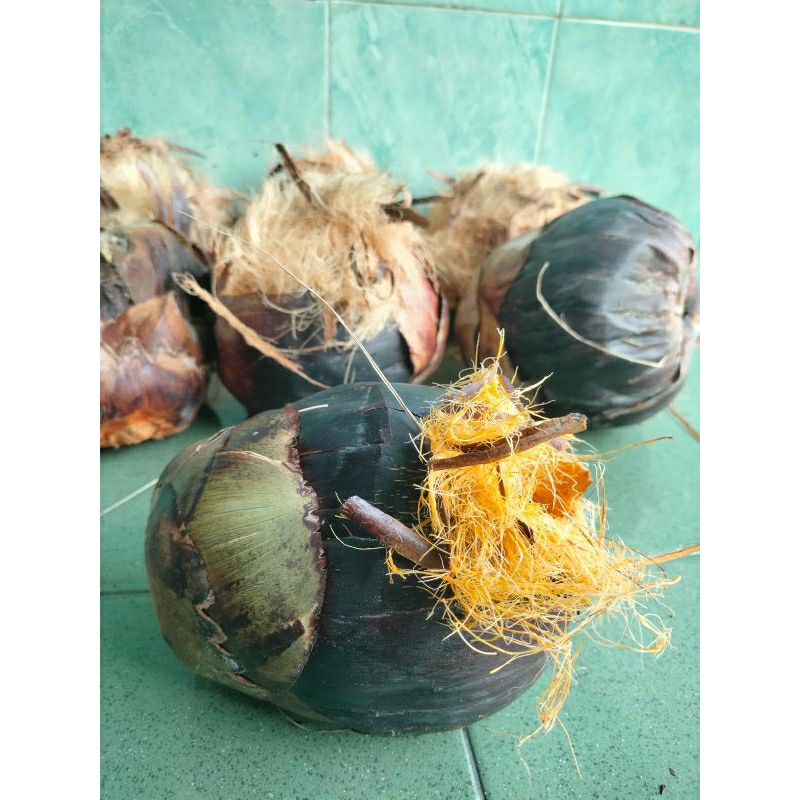 Siwalan tua (bibit isi 3)