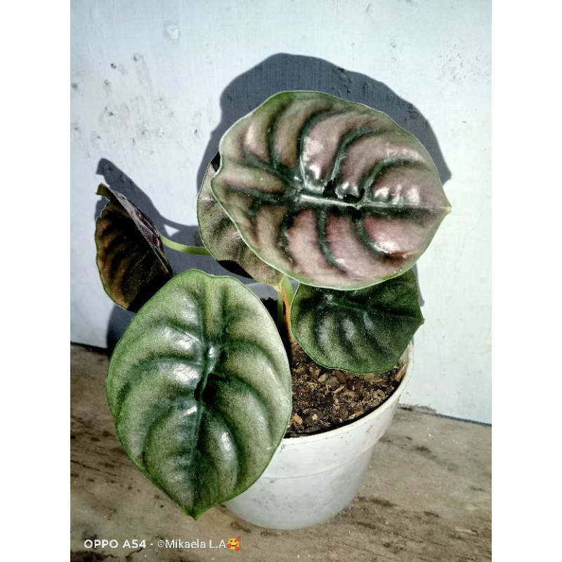 Alocasia Cuprea