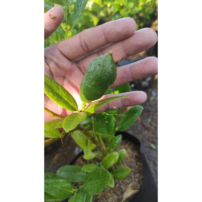 bibit jeruk lemon tea berbuah | kondisi berbuah | bibit jeruk lemon tea