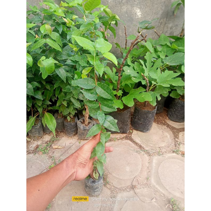 bibit Dewandaru tanaman herbal Dewandaru