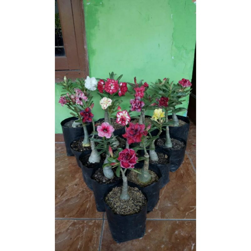 Bunga Adenium Tumpuk Grafting - Bibit Bunga Adenium