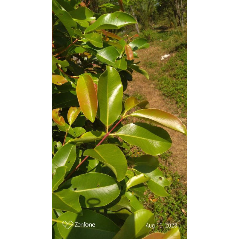 

Daun juwet atau duwet Jamblang segar organik 75 lembar