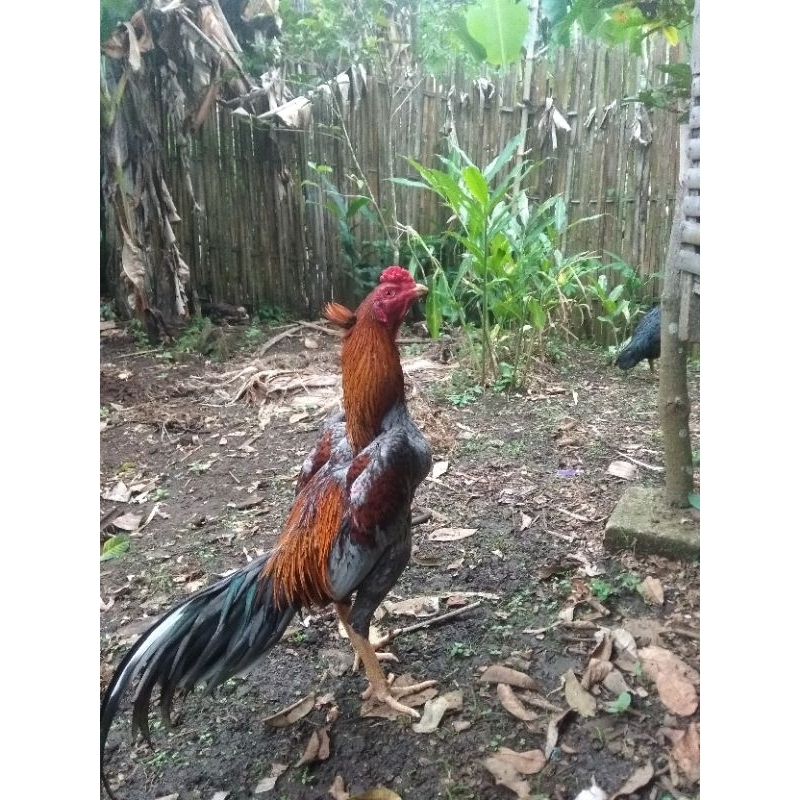 

telur fertil bangkok klasik