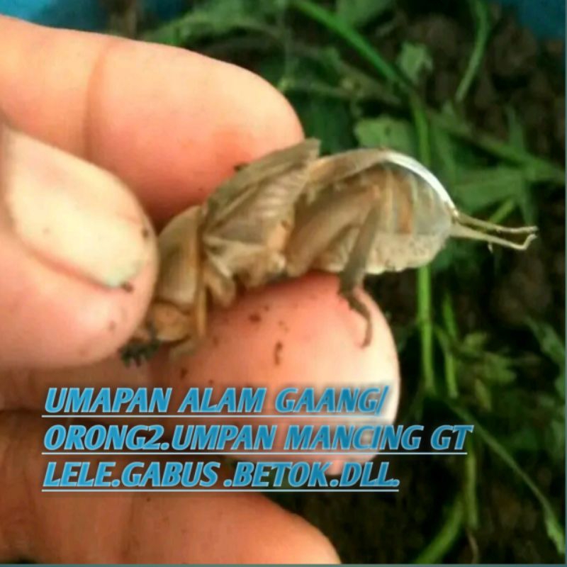 UMPAN MANCING ORONG²/GAANG HIDUP