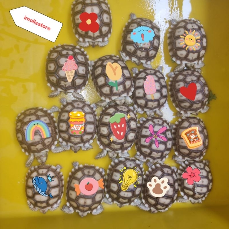 

Stiker sulcata