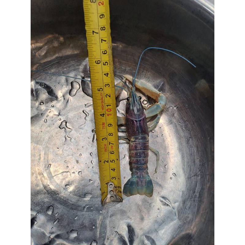 

lobster air tawar 5 inch