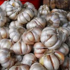 

bawang putih 250 gram