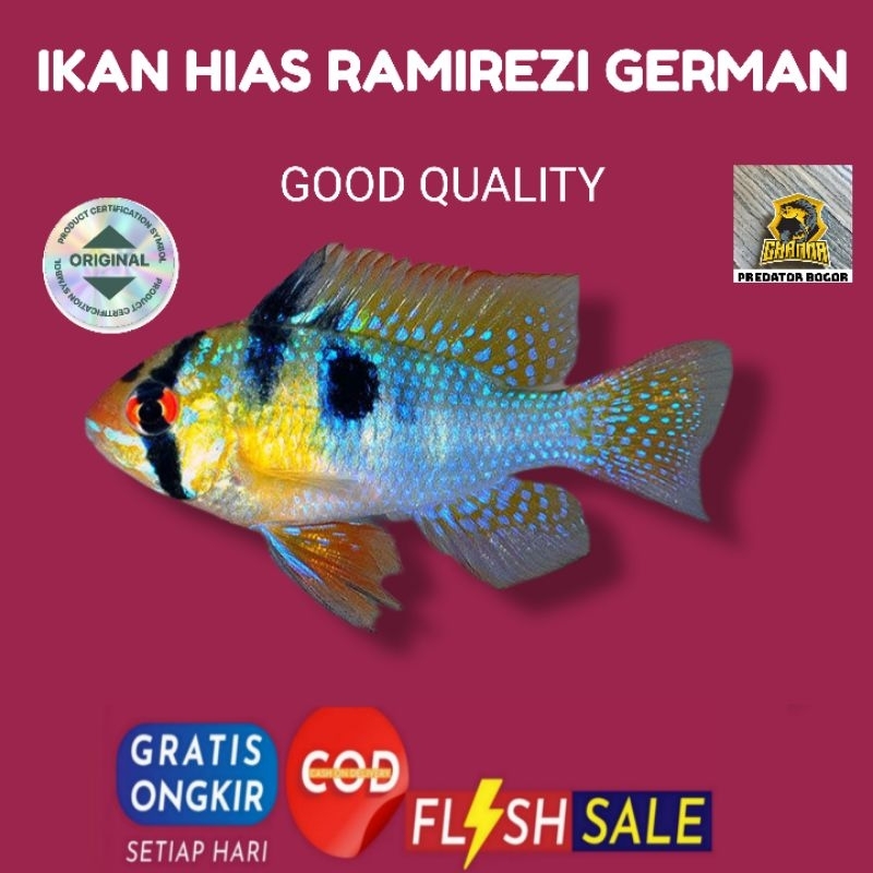 hiasan aquarium ramirezi german ikan hias aquascape