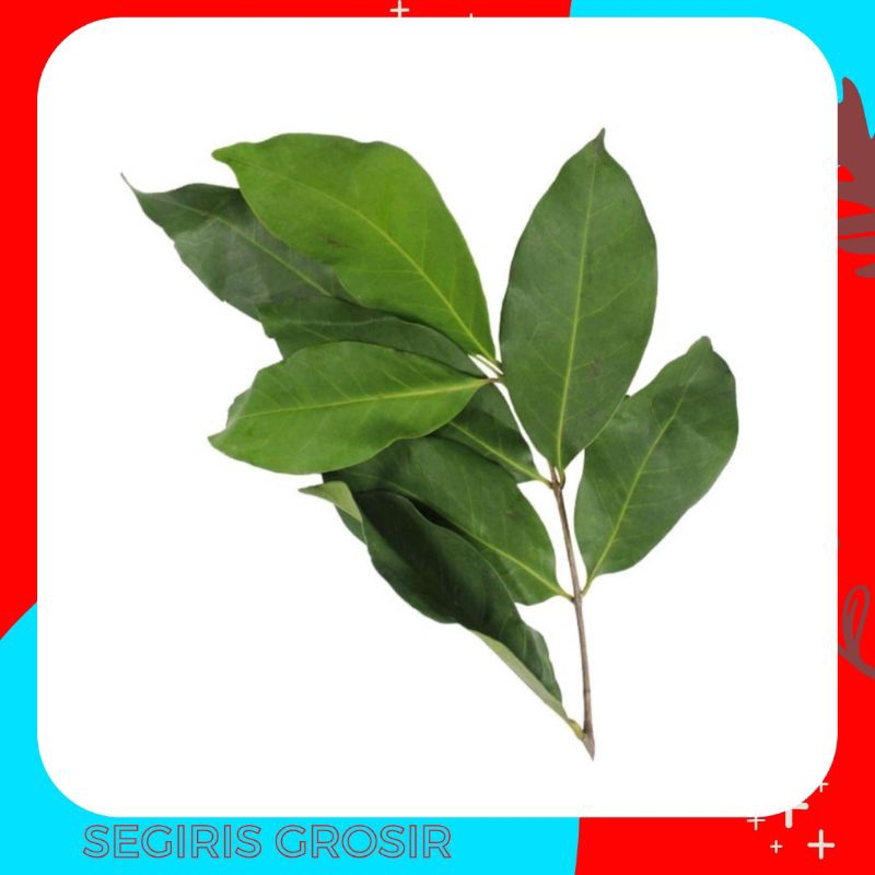 

DAUN SALAM SEGAR MURAH