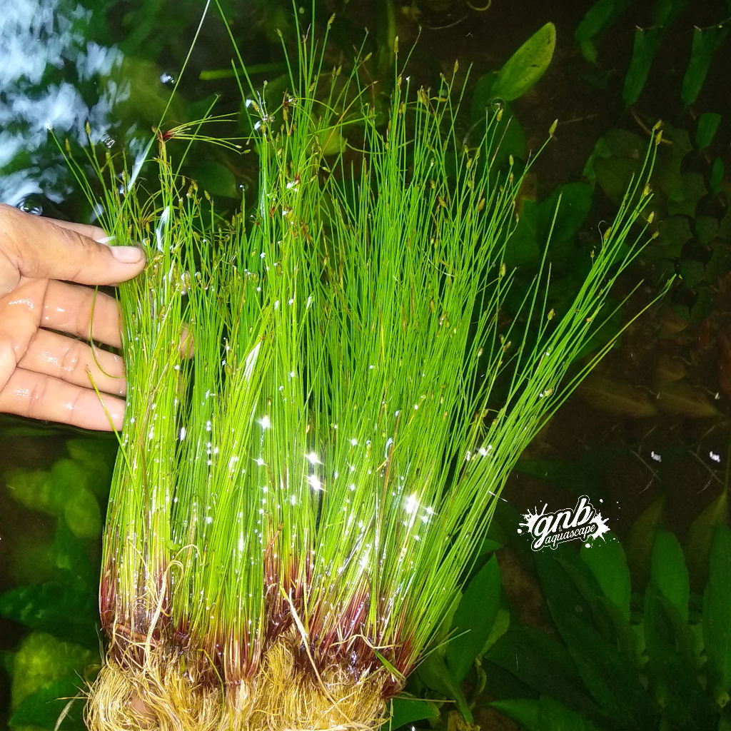ELEOCHARIS VIVIPARA / UMBRELLA HAIRGRASS TANAMAN AQUASCAPE