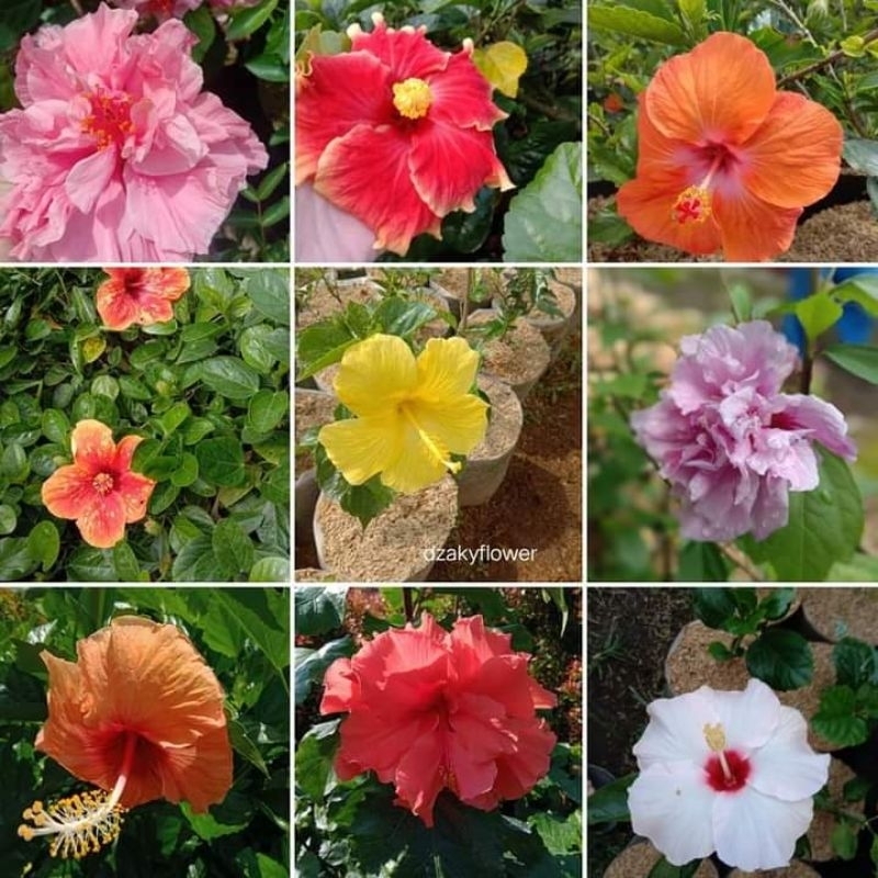 Tanaman hias kembang sepatu - bunga Hibiscus tumpuk bangkok