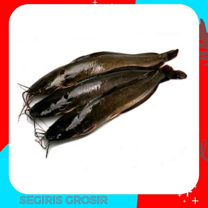 

Ikan Lele Segar 1kg