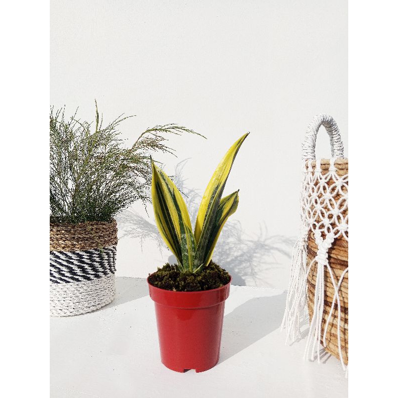 Sanseviera gold flame with pot plastik Tanaman indoor Kantor Apartment Tanaman cafe