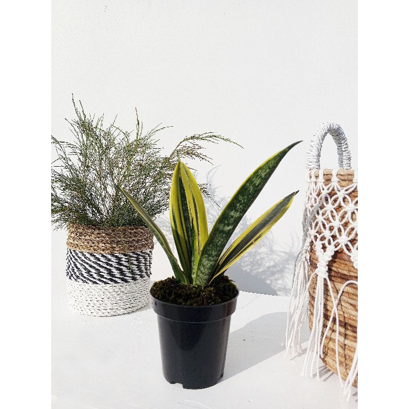 Tanaman sanseviera gold flame with pot plastik Tanaman indoor Jual Tanaman kantor