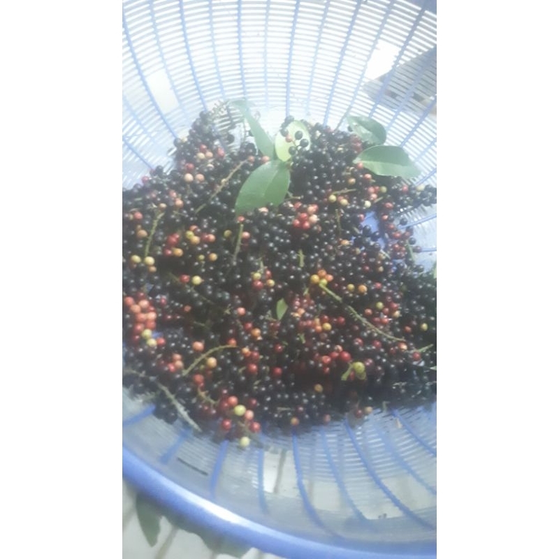 

Buahbuni/Huni/Boni/500gram