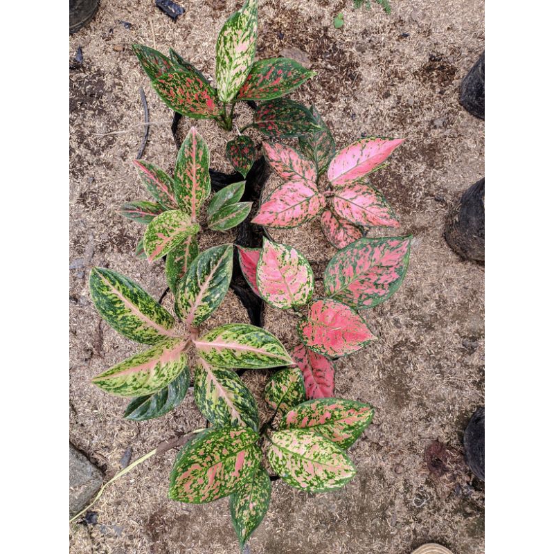 Aglonema paket murah meriah