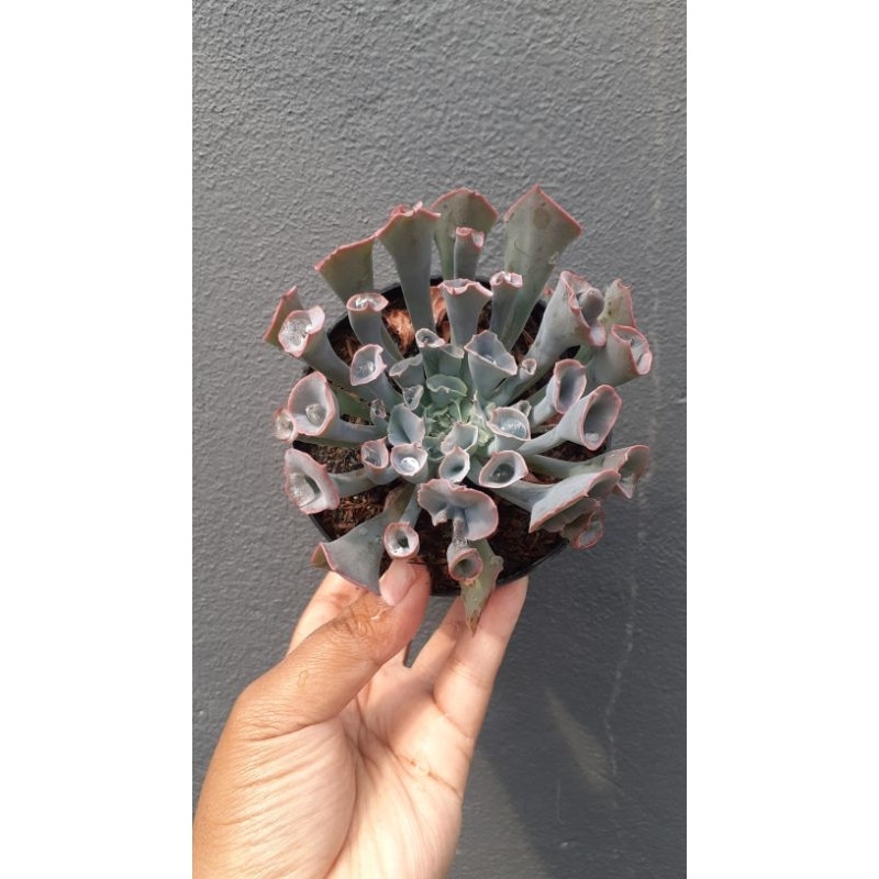 Sukulen Import Echeveria Terompet