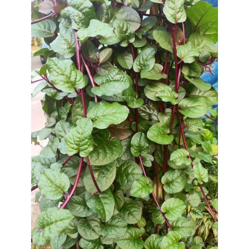 

Daun binahong merah segar organik