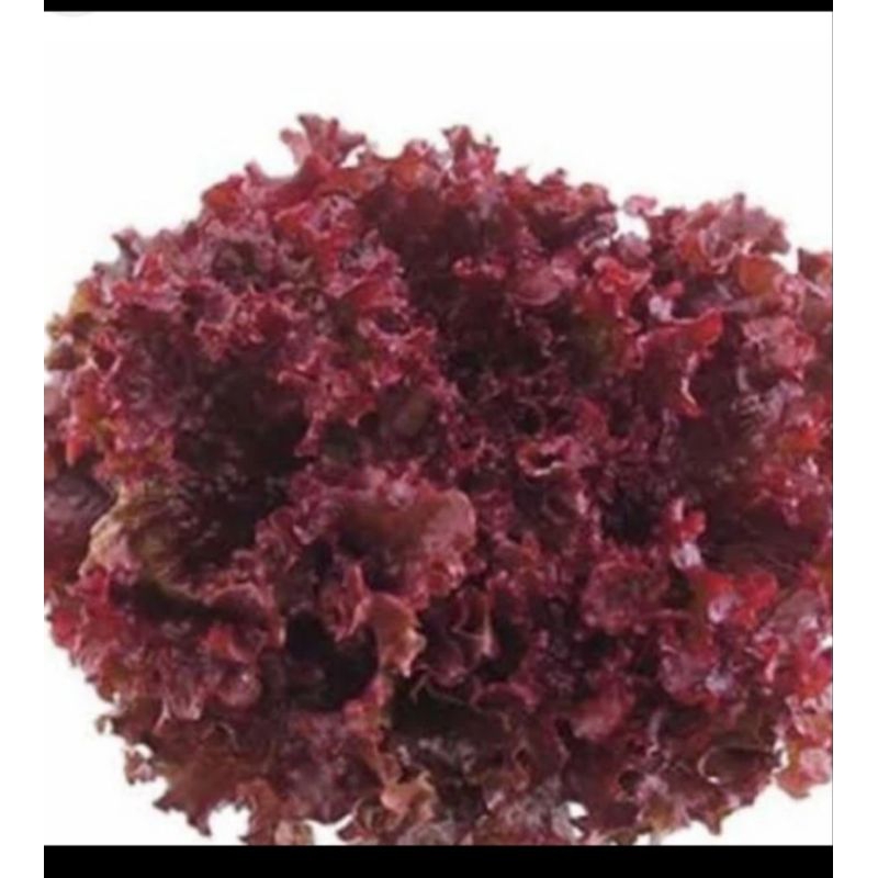 

lorosa / slada merah