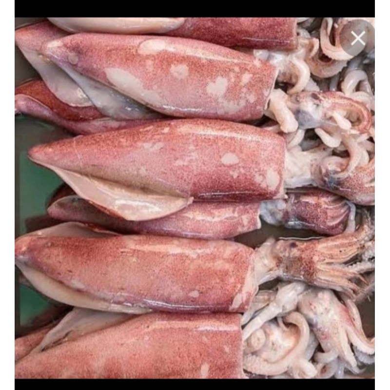 

cumi laut / cumi basah 500grm