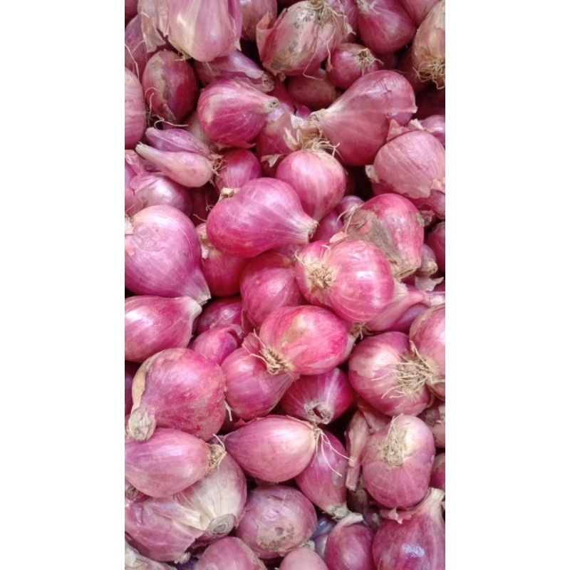 

bawang merah super nganjuk