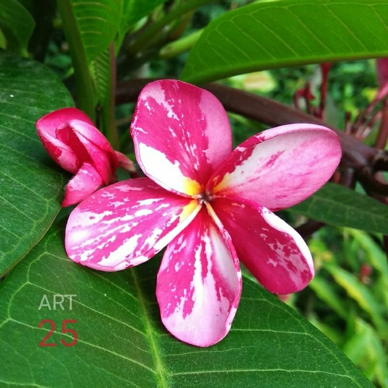 Plumeria 'Fanta Splash' Kamboja Bali
