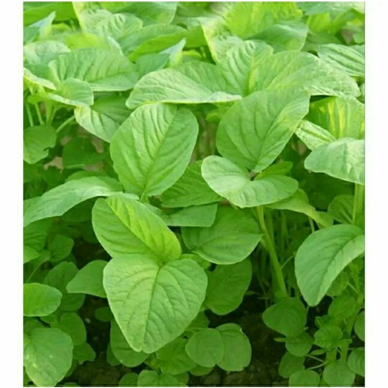 YJG BISA COD - Bayam Hijau 2000 biji bibit Benih Bayam Hijau Sayuran Hidroponik Unggul Berkualitas -
