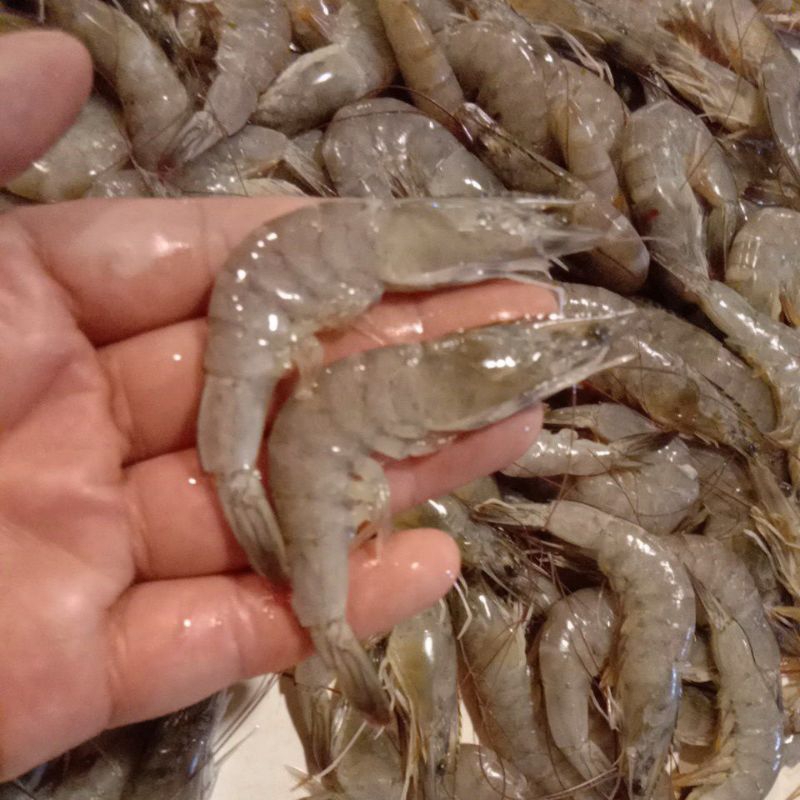 

udang kecil sedang segar