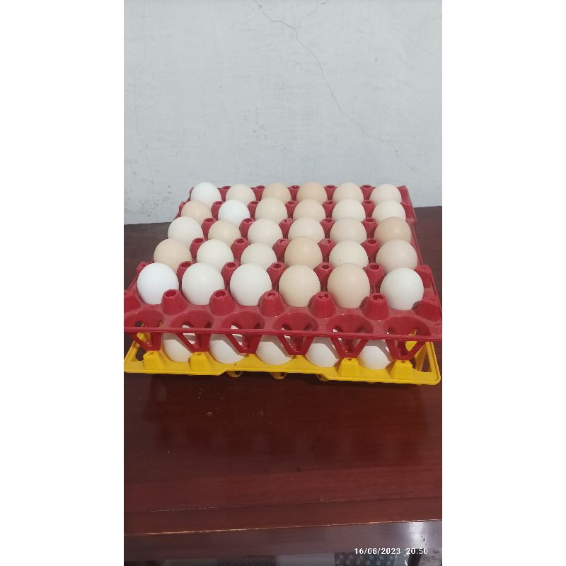 

Telur Tetas BP ( Black Permud )