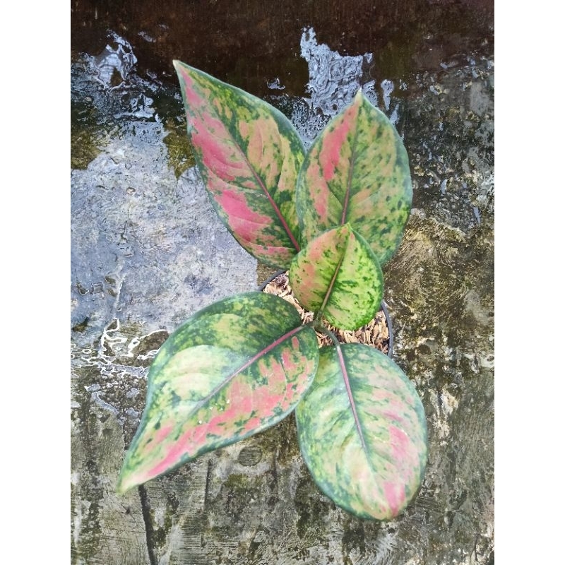 Heng heng daun 4+ 5+