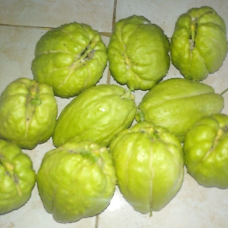 Bibit Tanaman Baby Labu Siam / Manisah / Jipang / Gondes kg