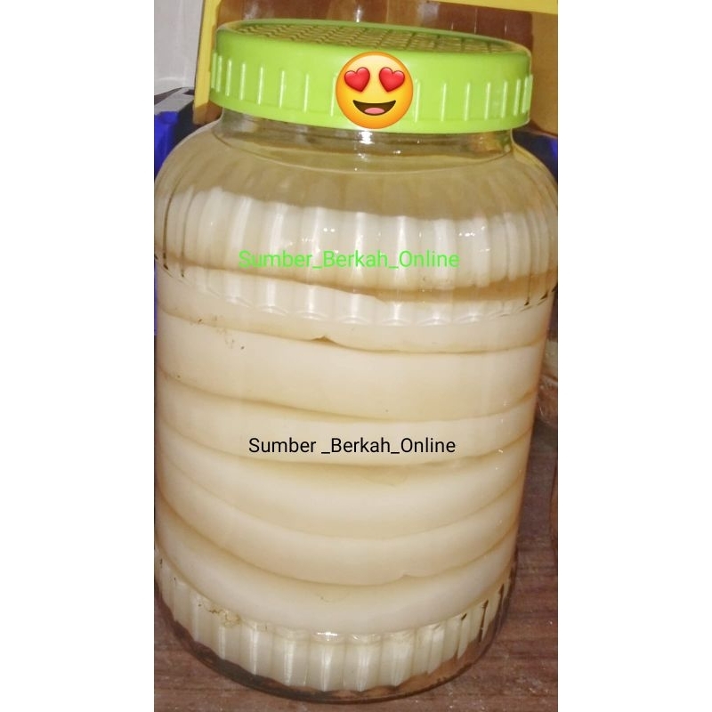 H. Kombucha / Scoby / Jamur Scoby / Jamur Kombucha / Jamur Dipo / Bibit Scoby Jamur Kombucha / Bibit