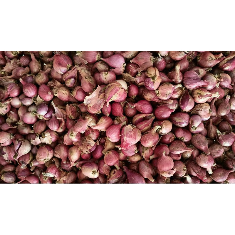 

Bawang Merah 1Kg (Besar)