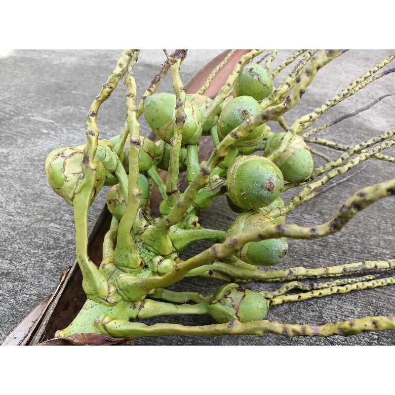 

Bluluk beluluk kelapa hijau segar