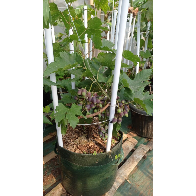 tabulampot anggur gozv (berbuah)