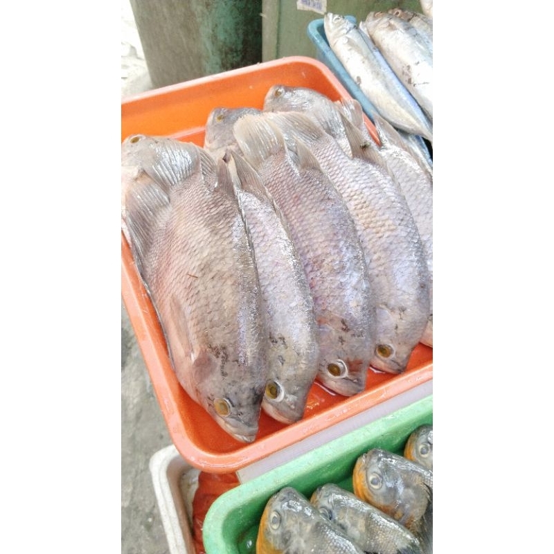 

ikan gurame segar