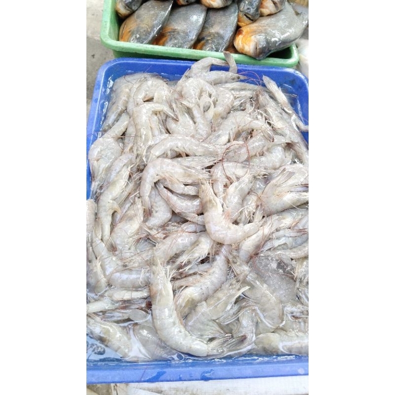 

udang