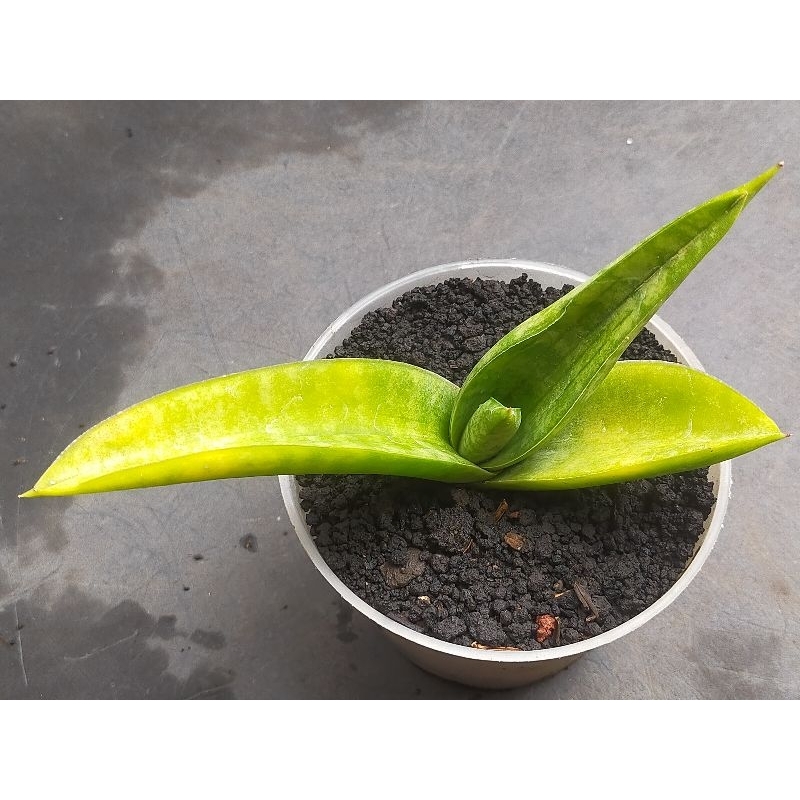 SANSEVIERIA HYBRID MARSHA ANJANI VARIGATA/TANAMAN PENYERAP UDARA KOTOR DALAM RUANGAN/TANAMAN OUTDOOR