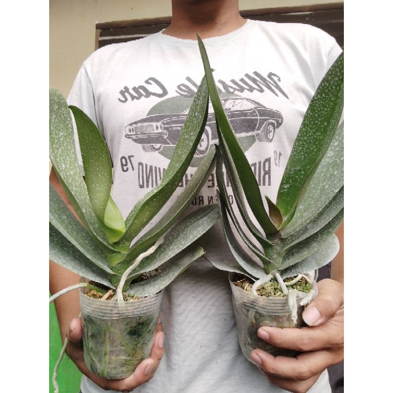 Anggrek Bulan Dewasa Jumbo Premium